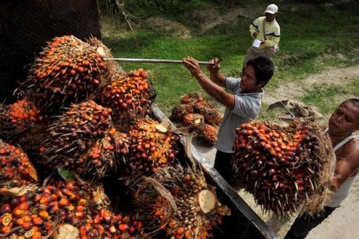Ilustrasi kelapa sawit. (Foto: Kompas)