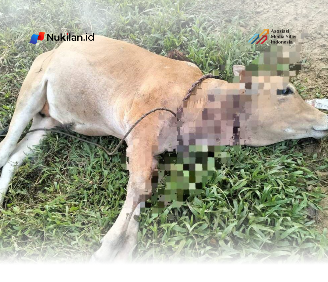 Satu sapi milik warga dilaporkan tewas diterkam harimau Sumatera di Desa Julok Rayeuk Selatan, Kecamatan Banda Alam, Kabupaten Aceh Utara, Provinsi Aceh, Rabu (13/8/2026) sore.(FOTO: DOK WARGA)