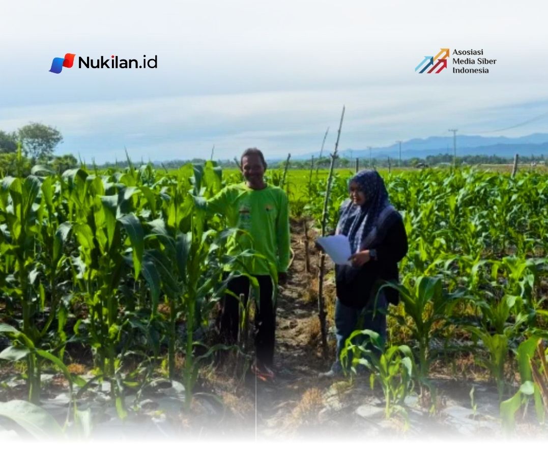 Riset UTU Tawarkan Model Hilirisasi Jagung untuk Putus Ketergantungan Petani pada Tengkulak. (Foto: Humas UTU)