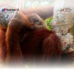 Bayi Orang Utan Sumatera Lahir di Jantho, Bukti Keberhasilan Program Rehabilitasi