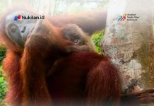 Bayi Orang Utan Sumatera Lahir di Jantho, Bukti Keberhasilan Program Rehabilitasi