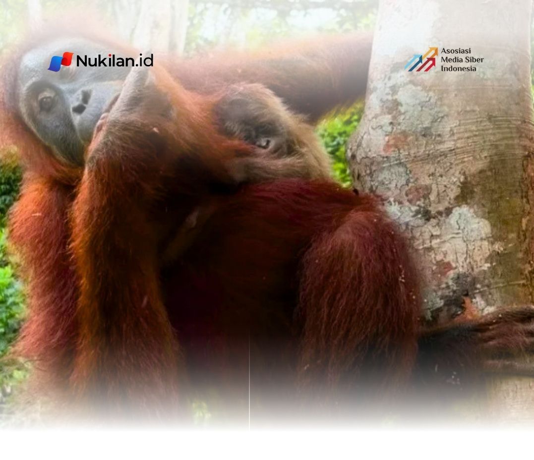Seekor bayi orang utan sumatera (Pongo abelii) lahir di Pusat Reintroduksi Orang Utan Jantho di Cagar Alam (CA) Jantho, Kabupaten Aceh Besar. (Foto: Istimewa)