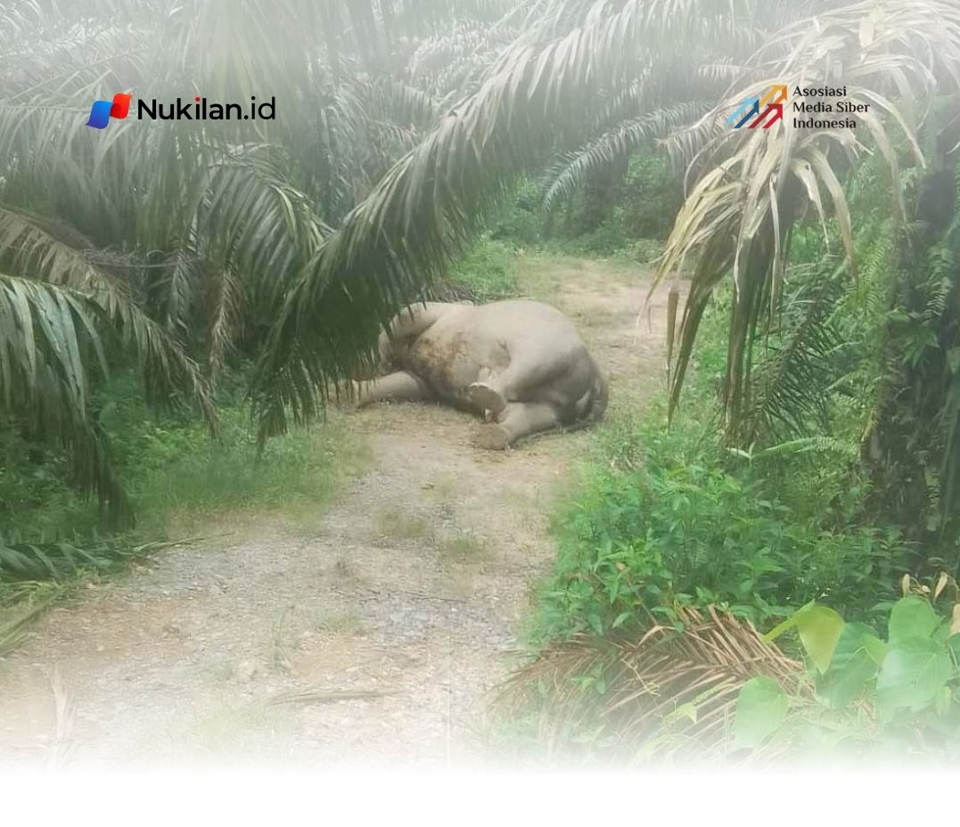 Gajah mati di Kaloy, Kabupaten Aceh Tamiang, Minggu (9/8/2026). (Foto: Datuk Penghulu Kaloy)