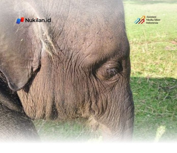 gajah
