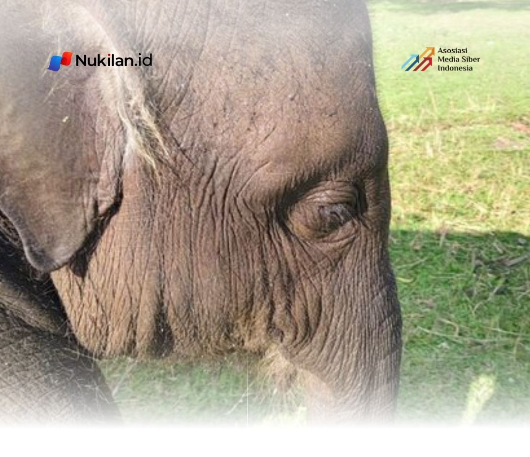 Kabar duka datang dari Pusat Latihan Gajah (PLG) Saree, Aceh. Yuna, gajah anakan betina berusia di bawah tiga tahun dari induk Gajah Suci, mati pada Selasa (11/8/2026) malam. (Foto: For Nukilan)