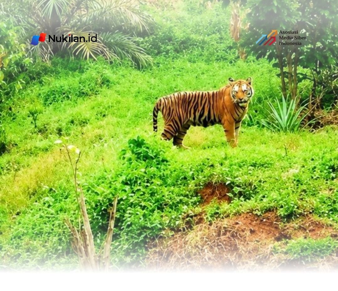 Harimau Sumatra (Panthera tigris sumatrae). (Foto: Polsek Simpang Jernih)