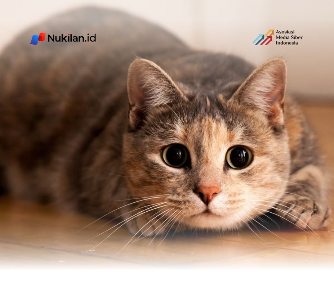 Kucing. (Foto: Shutterstock)