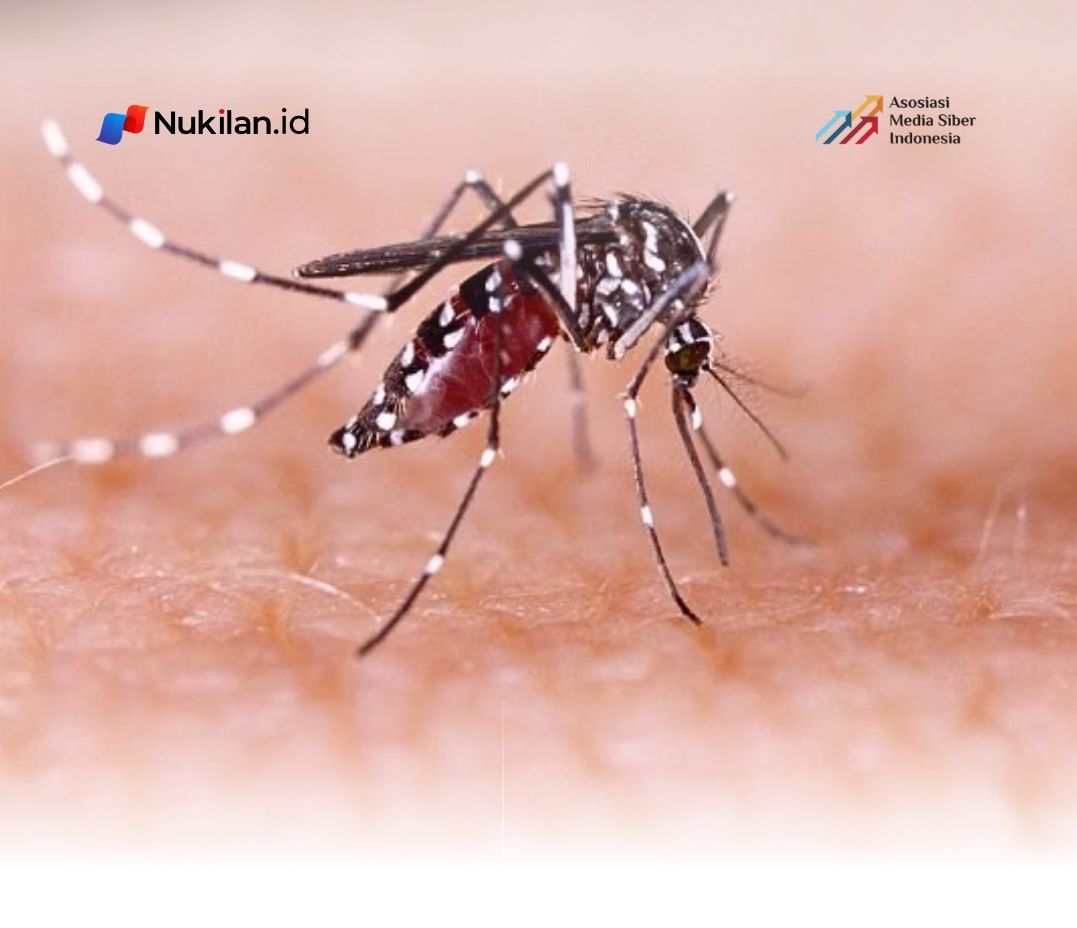 Nyamuk. (Foto: Alodokter)