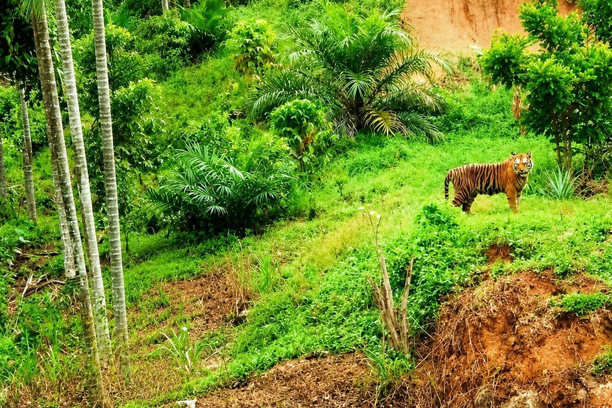 Kemunculan harimau sumatra di Desa Pante Kera, Kecamatan Simpang Jernih, Aceh Timur. (Foto: Dok Polsek Simpang Jernih)