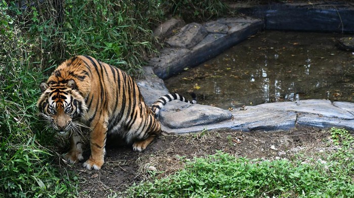 Harimau sumatra. (Foto: Antara/Arif Firmansyah)