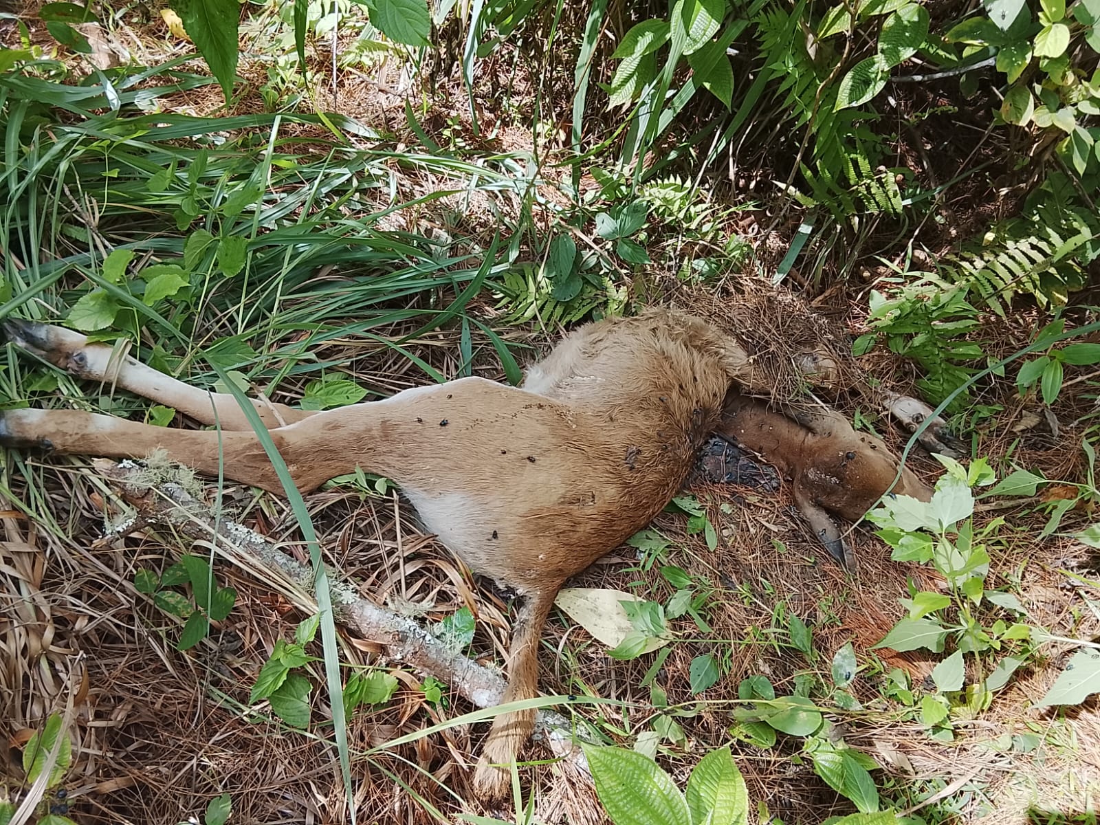 Seekor lembu milik warga Desa Serule, Kecamatan Bintang, Aceh Tengah, ditemukan mati diduga diterkam harimau sumatra di kawasan jalan penghubung Desa Serule–Desa Atu Payung, Rabu (5/8/2026). (Foto: Dok warga)