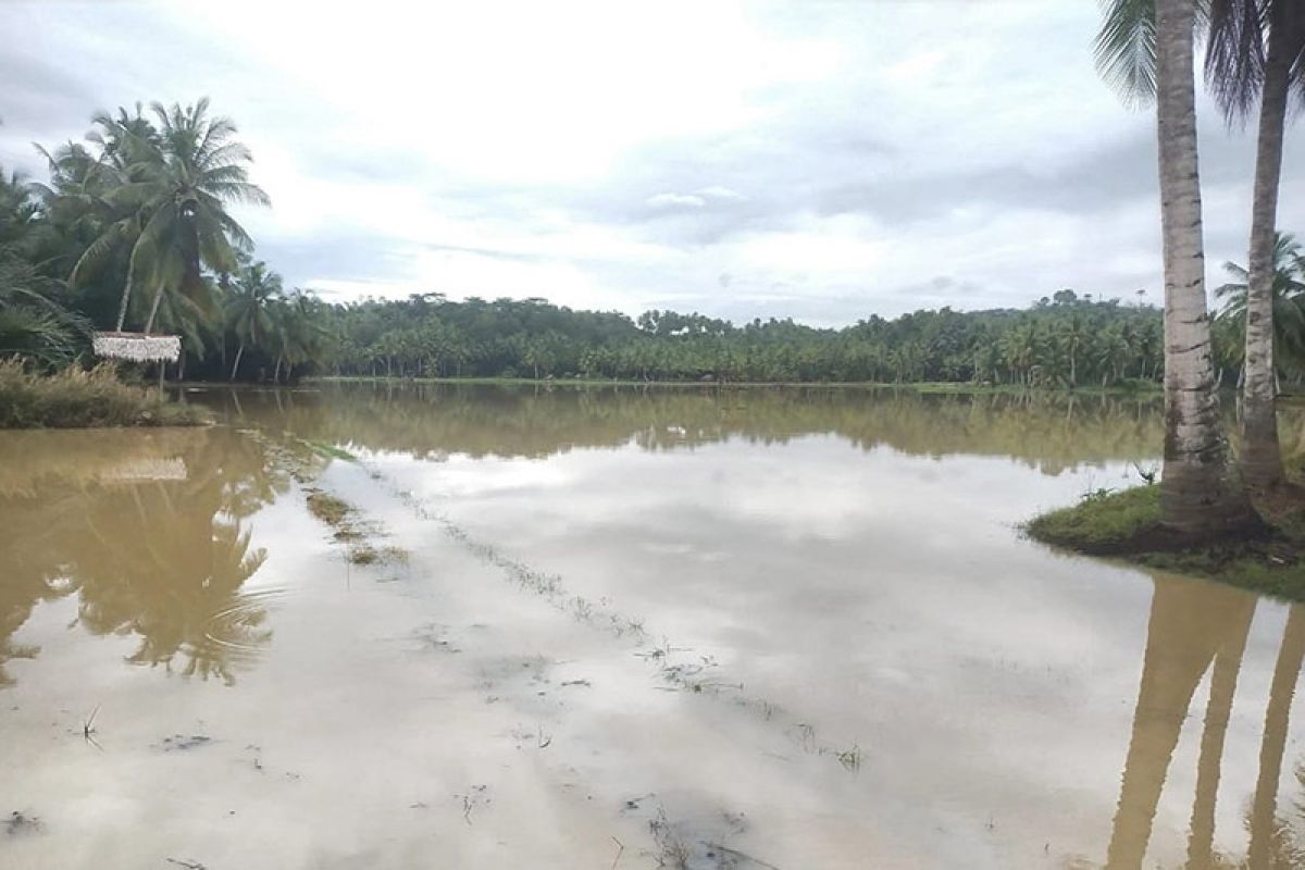 Lahan sawah masyarakat yang terdampak banjir di Lhoksukon, Kabupaten Aceh Utara. (Foto: Dok Dinas Pertanian dan Pangan Aceh Utara)