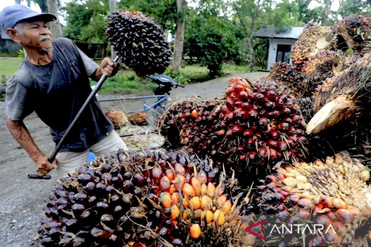 Ilustrasi kelapa sawit. (Foto: Antara)