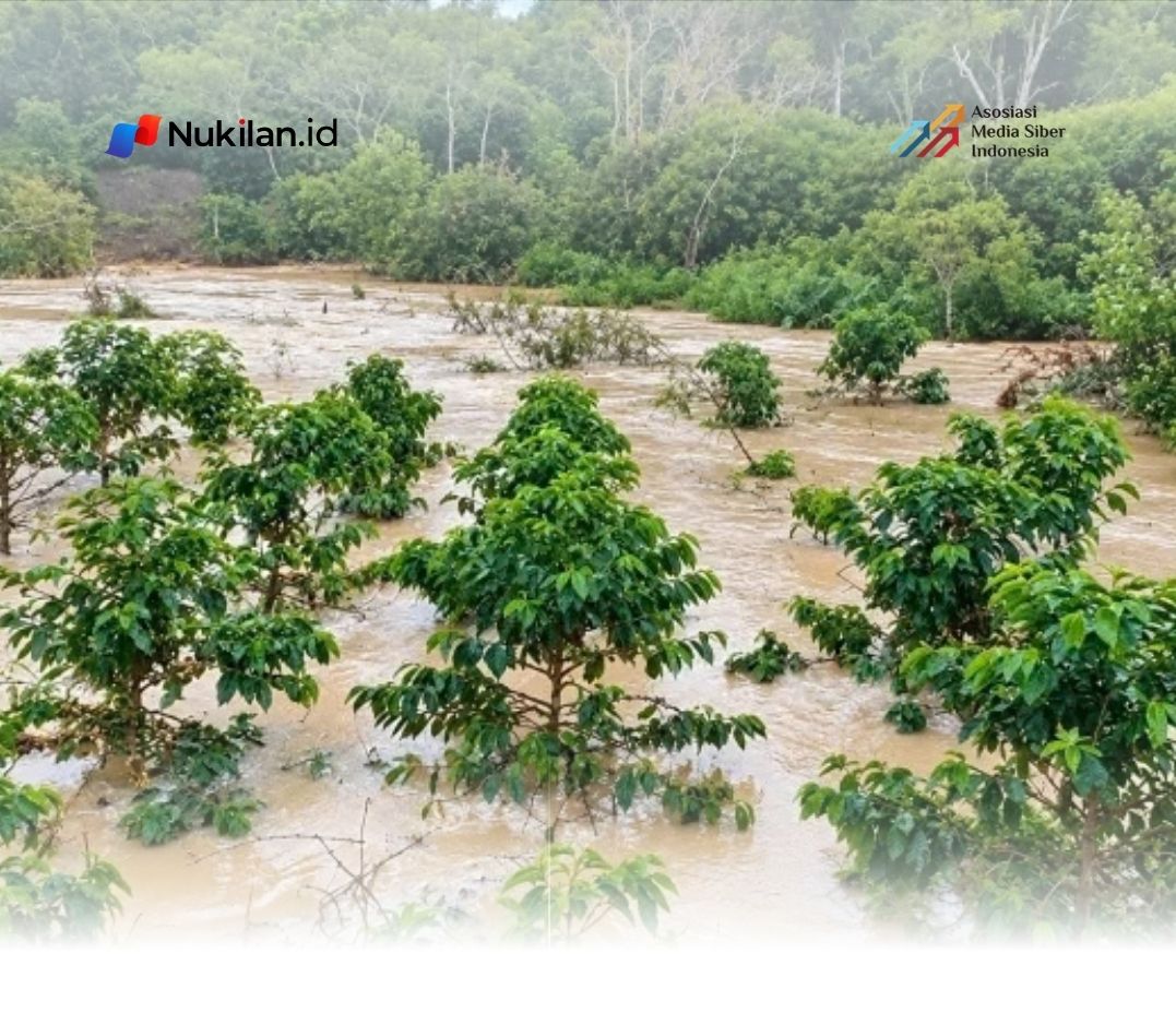 Kopi warga Aceh Tengah di tepi sungai terendam Luapan Air pasca hujan lebat. 26 September 2026. (Foto: BPBD Aceh Tengah)