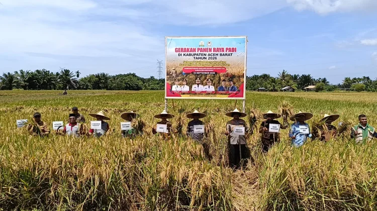 Panen Raya di Aceh Barat Perkuat Upaya Swasembada Pangan
