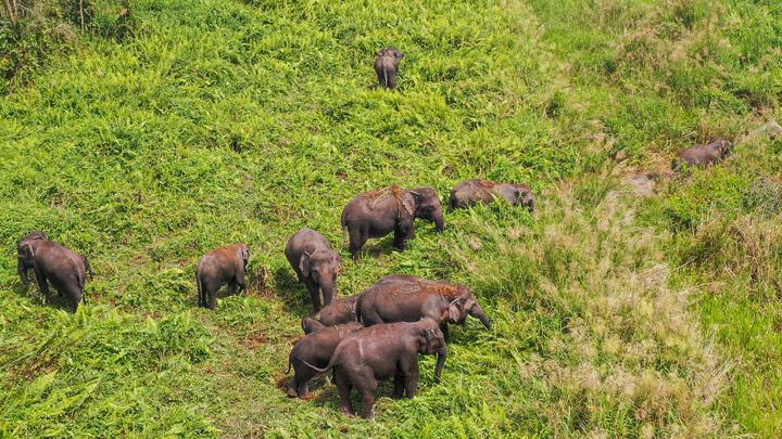 Ilustrasi gajah liar. (Foto: Antara Foto/Nova Wahyud)