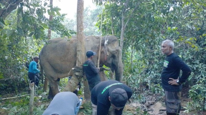 Ilustrasi - Seekor gajah betina ditemukan terluka di Aceh Timur. (Foto: Dok Polres Aceh Timur).