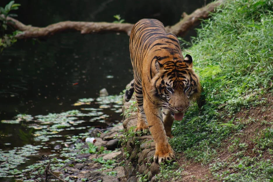 Ilustrasi harimau sumatera. (Foto: Tempo/Subekti)