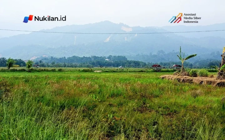 Sawah di Aceh pascabencana. (Foto: For Nukilan)