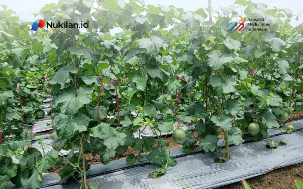Lahan garden program RSJ Aceh di kawasan Kuta Malaka, Samahani, Kabupaten Aceh Besar. (Foto: Nukilan/Tibrani)