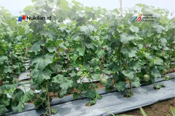 Lahan garden program RSJ Aceh di kawasan Kuta Malaka, Samahani, Kabupaten Aceh Besar. (Foto: Nukilan/Tibrani)