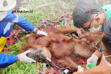 Dokter hewan memeriksa orang utan yang terjebak di kebun masyarakat di Gayo Lues, Aceh. (FOTO: BKSDA)
