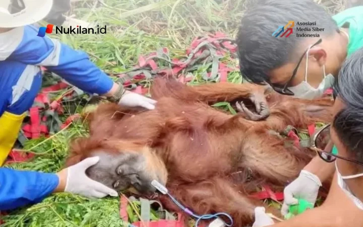 Dokter hewan memeriksa orang utan yang terjebak di kebun masyarakat di Gayo Lues, Aceh. (FOTO: BKSDA)