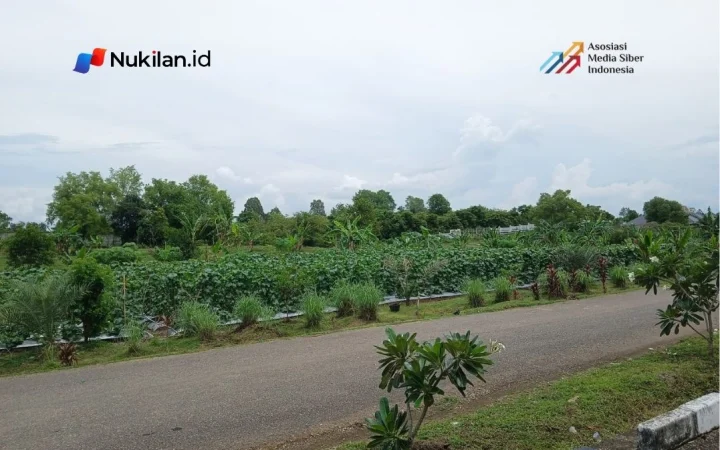 Lahan garden program RSJ Aceh di kawasan Kuta Malaka, Samahani, Kabupaten Aceh Besar. (Foto: Nukilan/Tibrani)