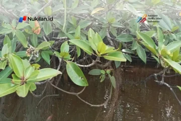 Jenis Mangrove di Nagan Raya Simpan Potensi Senyawa Antibakteri hingga Antikanker