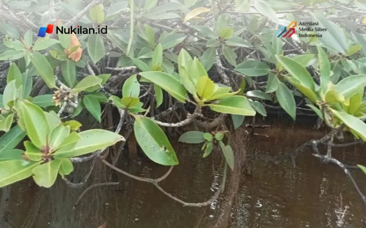 Jenis Mangrove di Nagan Raya Simpan Potensi Senyawa Antibakteri hingga Antikanker