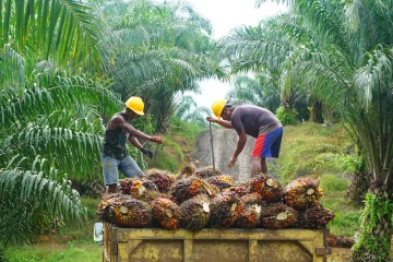 Ilustrasi perkebunan kelapa sawit. (Foto: Shutterstock)
