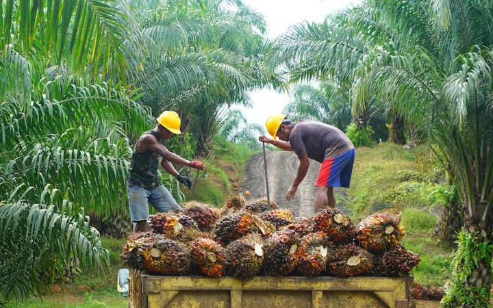 Ilustrasi perkebunan kelapa sawit. (Foto: Shutterstock)